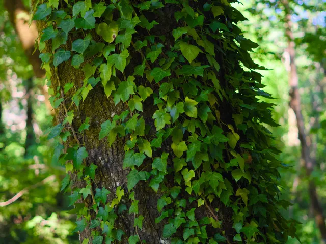 Ivy grows on a tree trunk in the forest jigsaw puzzle