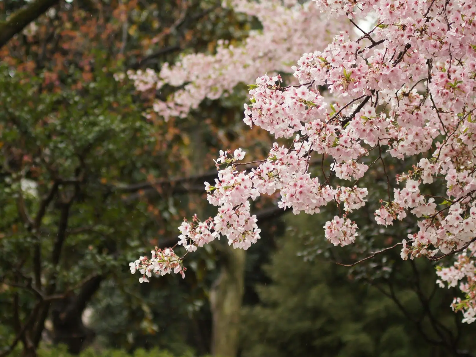 blossom-ueno-park jigsaw puzzle