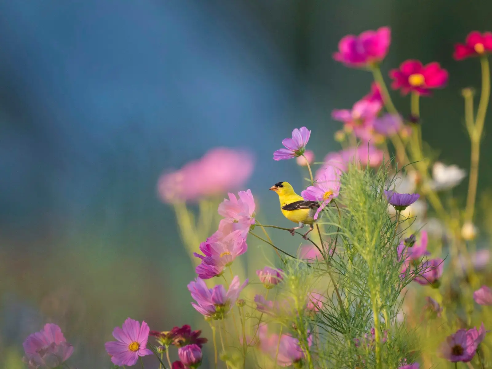 Bird perched on flowers jigsaw puzzle