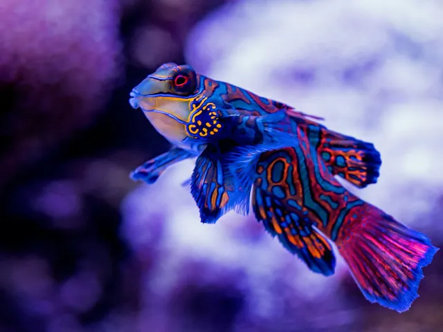 A Mandarinfish at the Cairns Aquarium shows of its gorgeous colours and pattern, against a backdrop of white coral. jigsaw puzzle