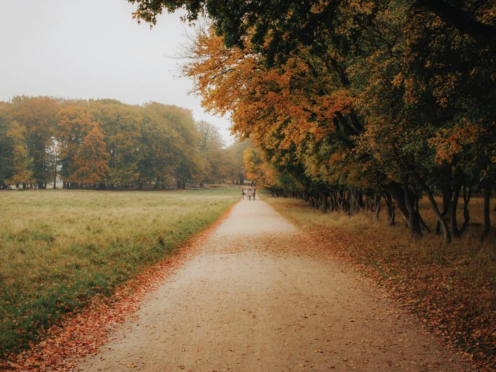 Autumn walk in a forest jigsaw puzzle