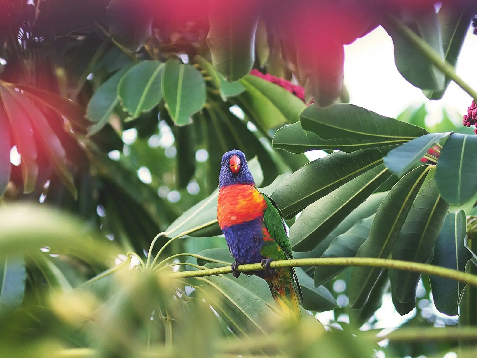 Was walking around Airlie Beach and snap that cute colorful parrot jigsaw puzzle