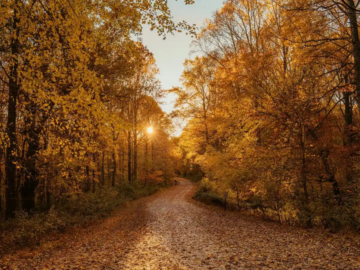 empty footpath jigsaw puzzle