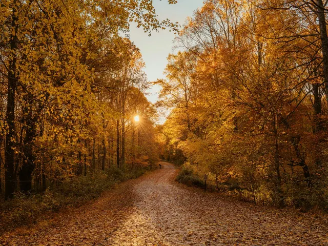 empty footpath jigsaw puzzle