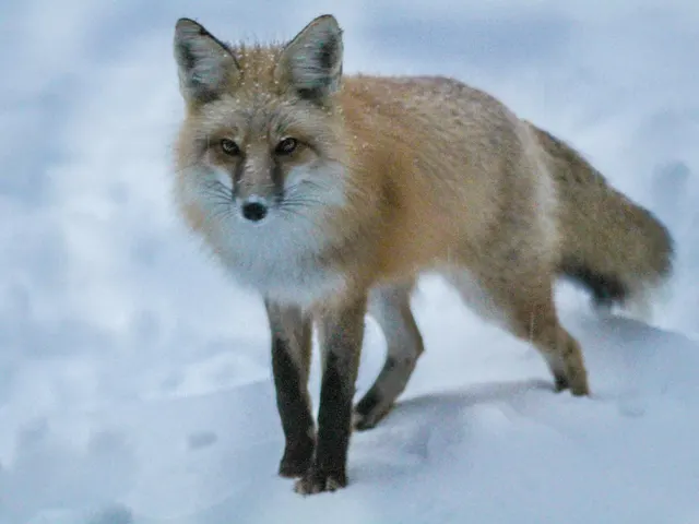 red fox standing on snow jigsaw puzzle