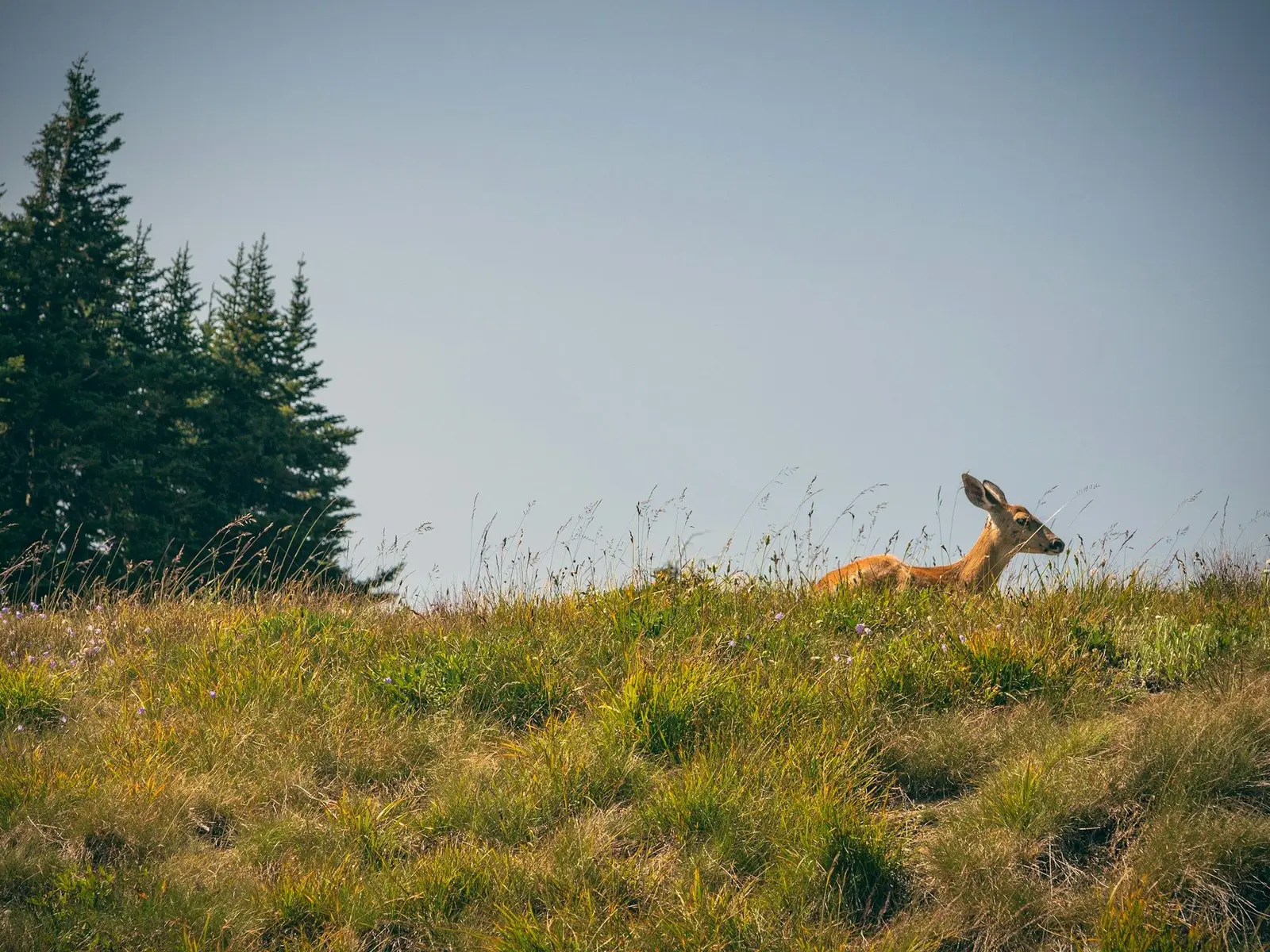 brown deer on green grass field during daytime jigsaw puzzle