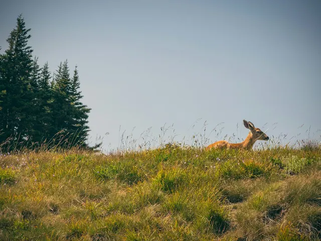 brown deer on green grass field during daytime jigsaw puzzle