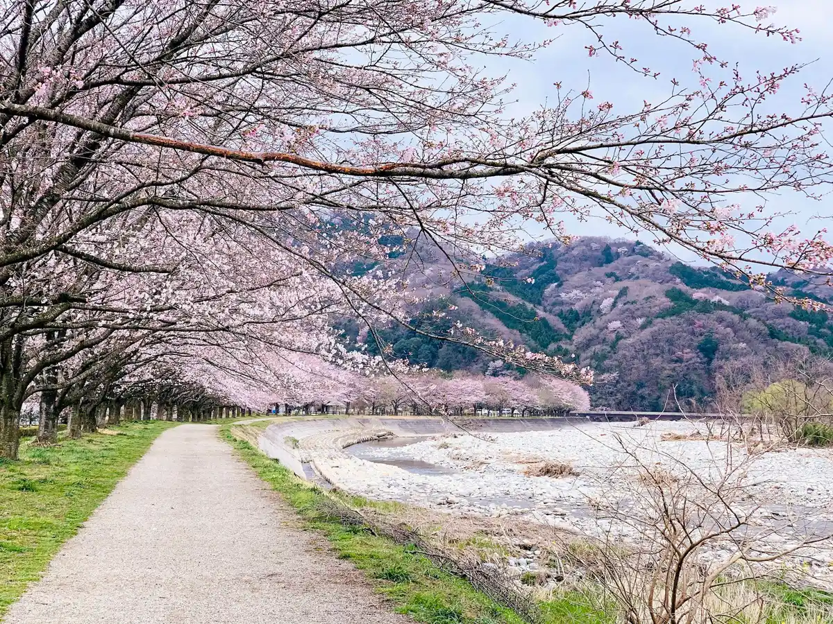 A dirt path lined with blooming cherry trees beside a rocky riverbed jigsaw puzzle