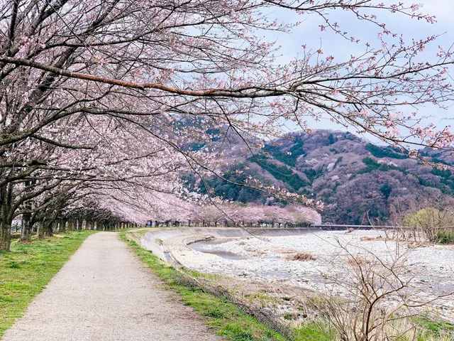 A dirt path lined with blooming cherry trees beside a rocky riverbed jigsaw puzzle