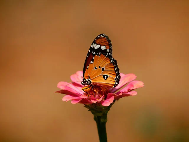 Beautiful Butterfly jigsaw puzzle