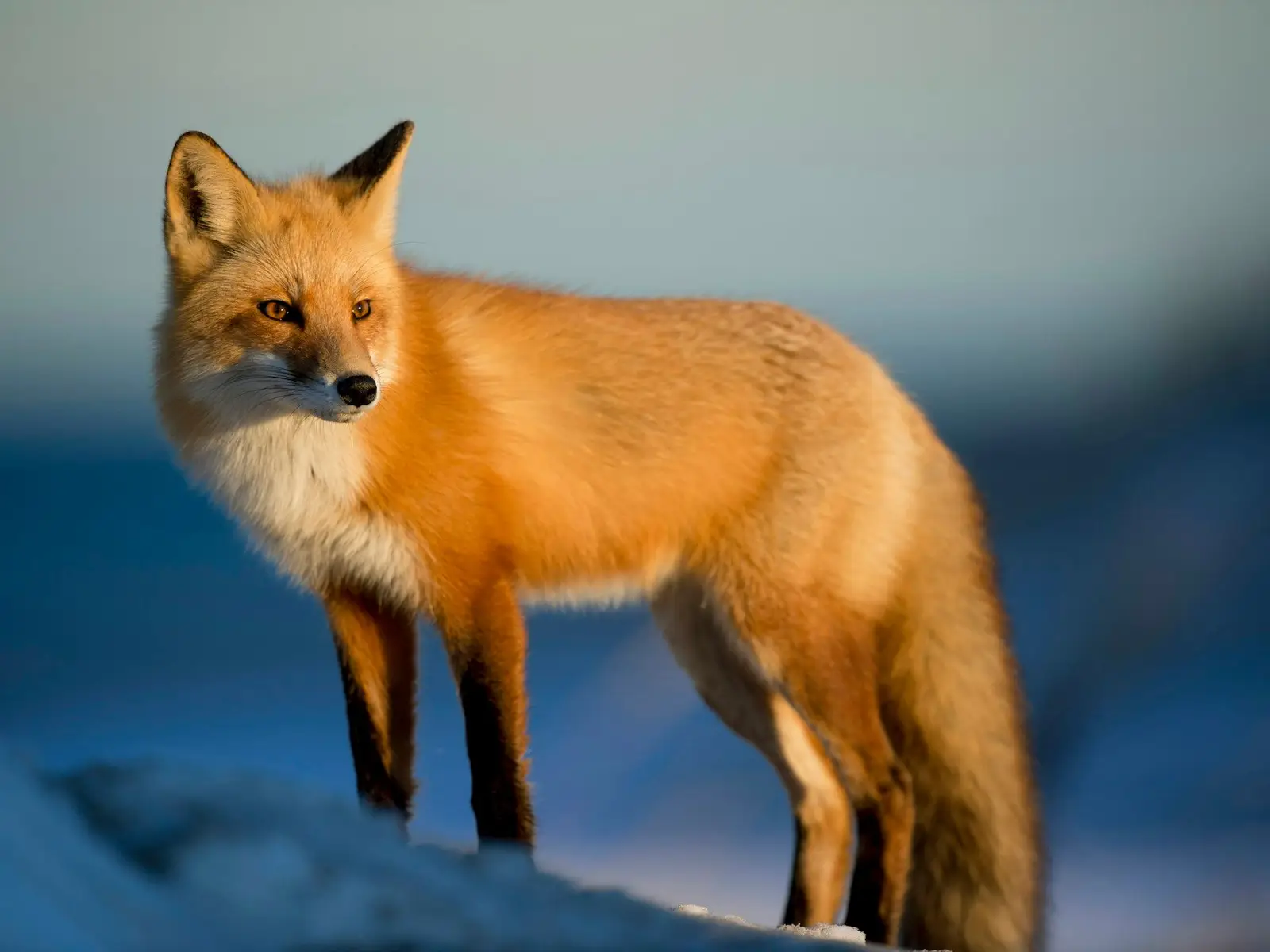Wildlife in Winter jigsaw puzzle