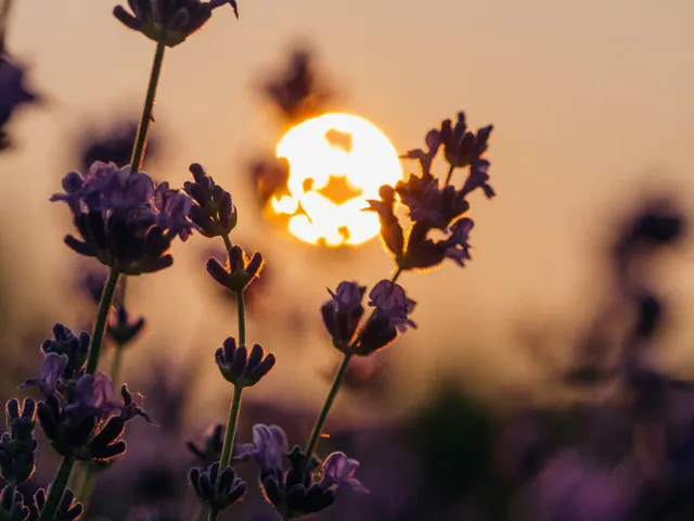 purple petaled flowers jigsaw puzzle