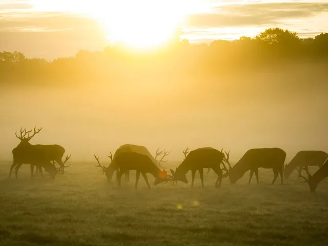 silhouette of group of deer during golden hour jigsaw puzzle