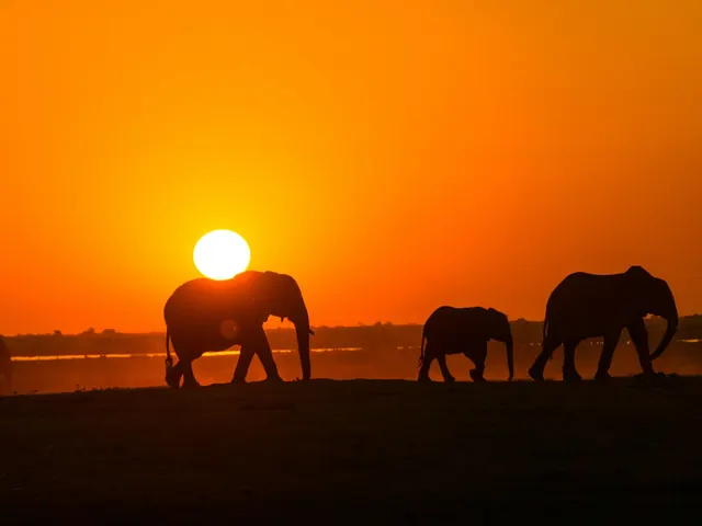 Sunsets in Botswana are something special jigsaw puzzle