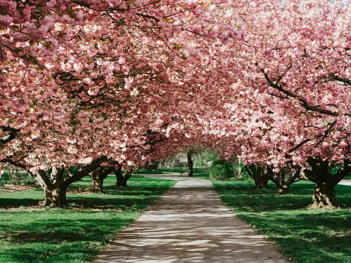 cherry blossom jigsaw puzzle