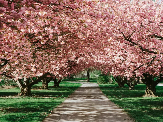 cherry blossom jigsaw puzzle