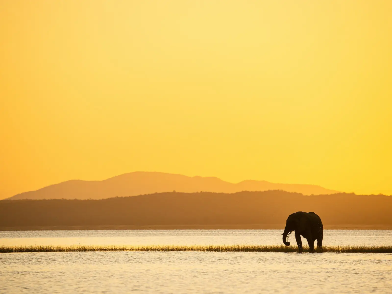 Single elephant while sunset with yellow background jigsaw puzzle