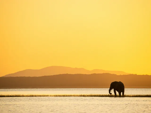 Single elephant while sunset with yellow background jigsaw puzzle
