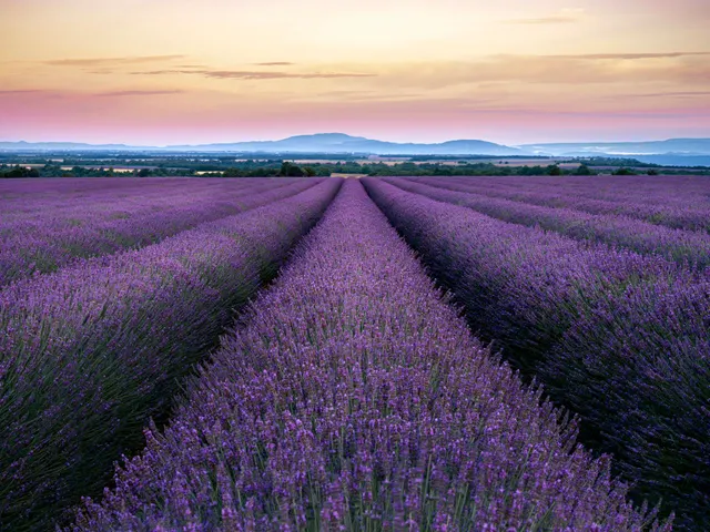 A field of lavender flowers with a sunset in the background jigsaw puzzle