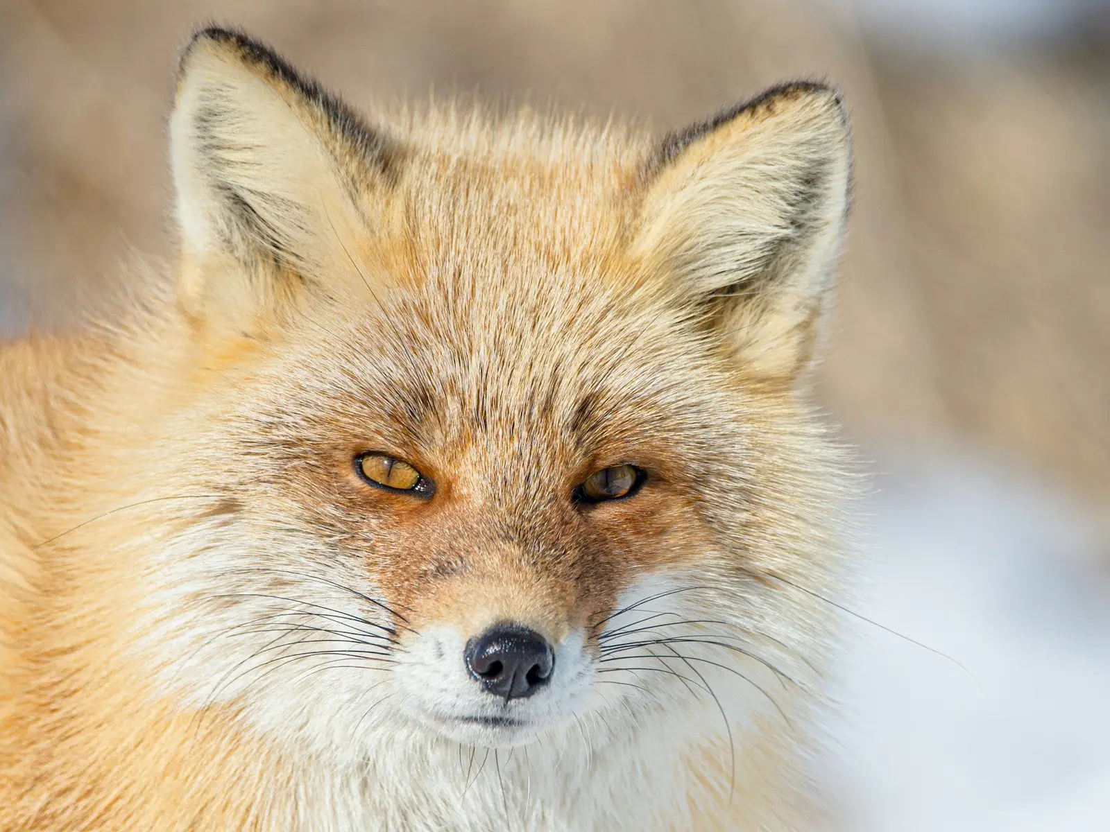 Portrait of a fox jigsaw puzzle