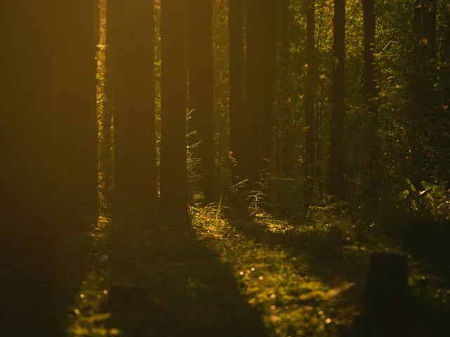 Sun-Drenched Woodland Silence A cinematic view of a dense forest floor illuminated by low, golden sunlight. The long sha jigsaw puzzle