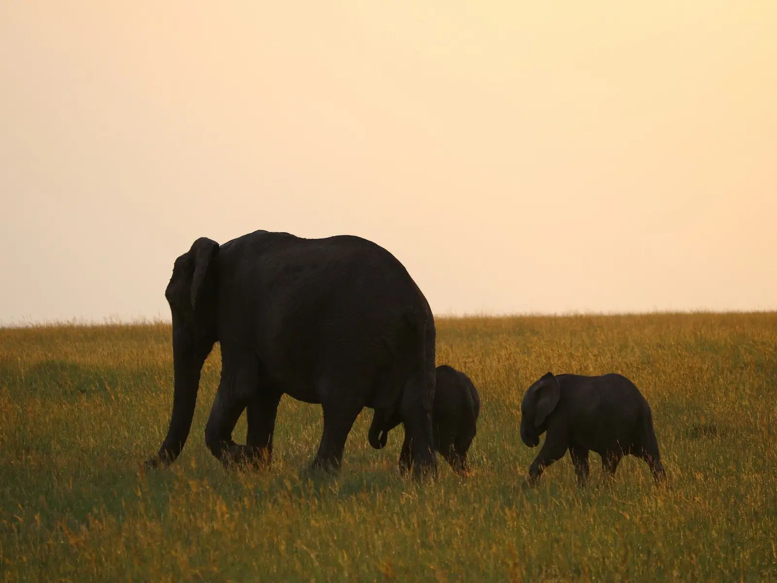 three gray elephants jigsaw puzzle