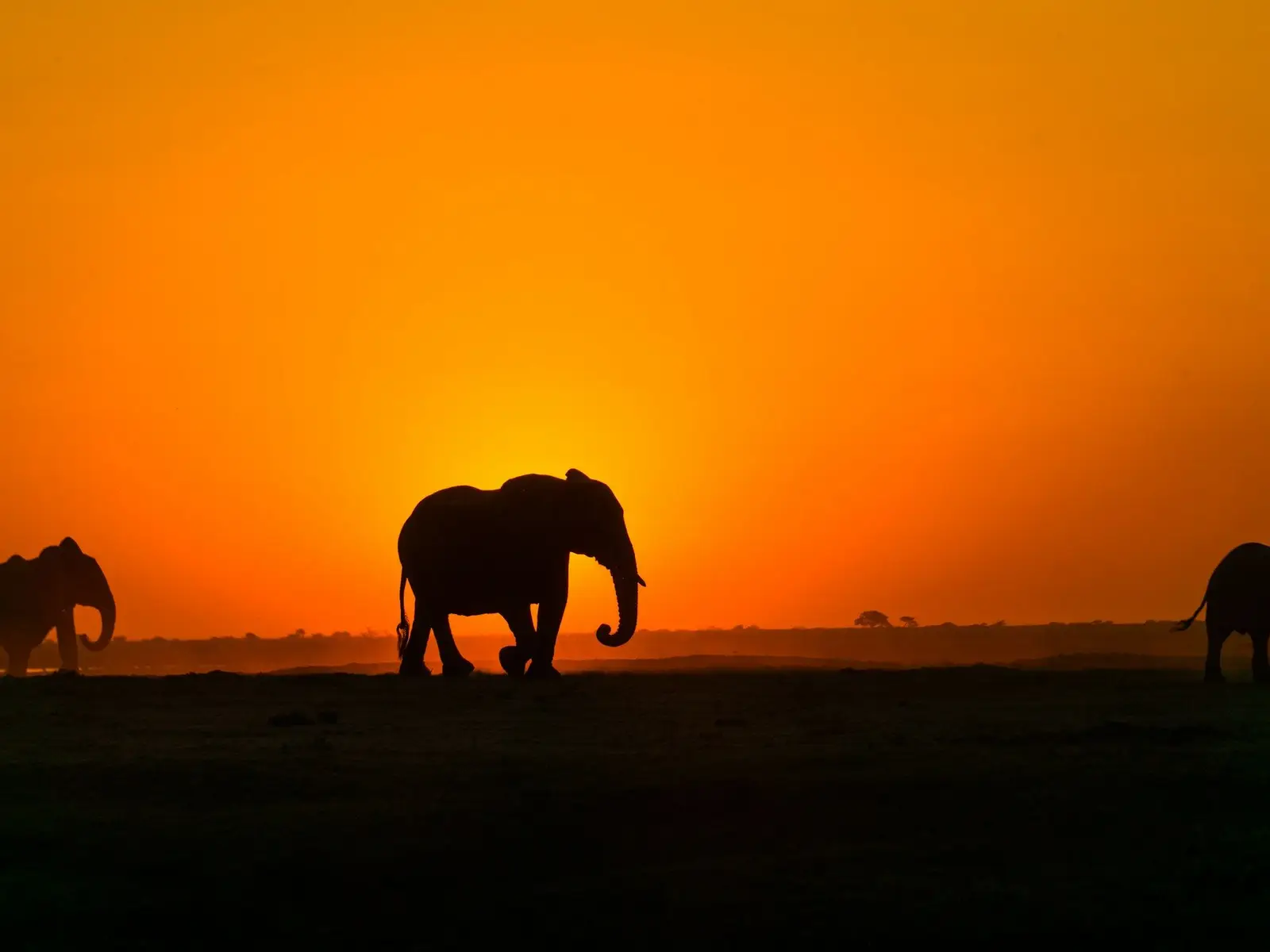 African elephant crosses in front of the setting sun jigsaw puzzle