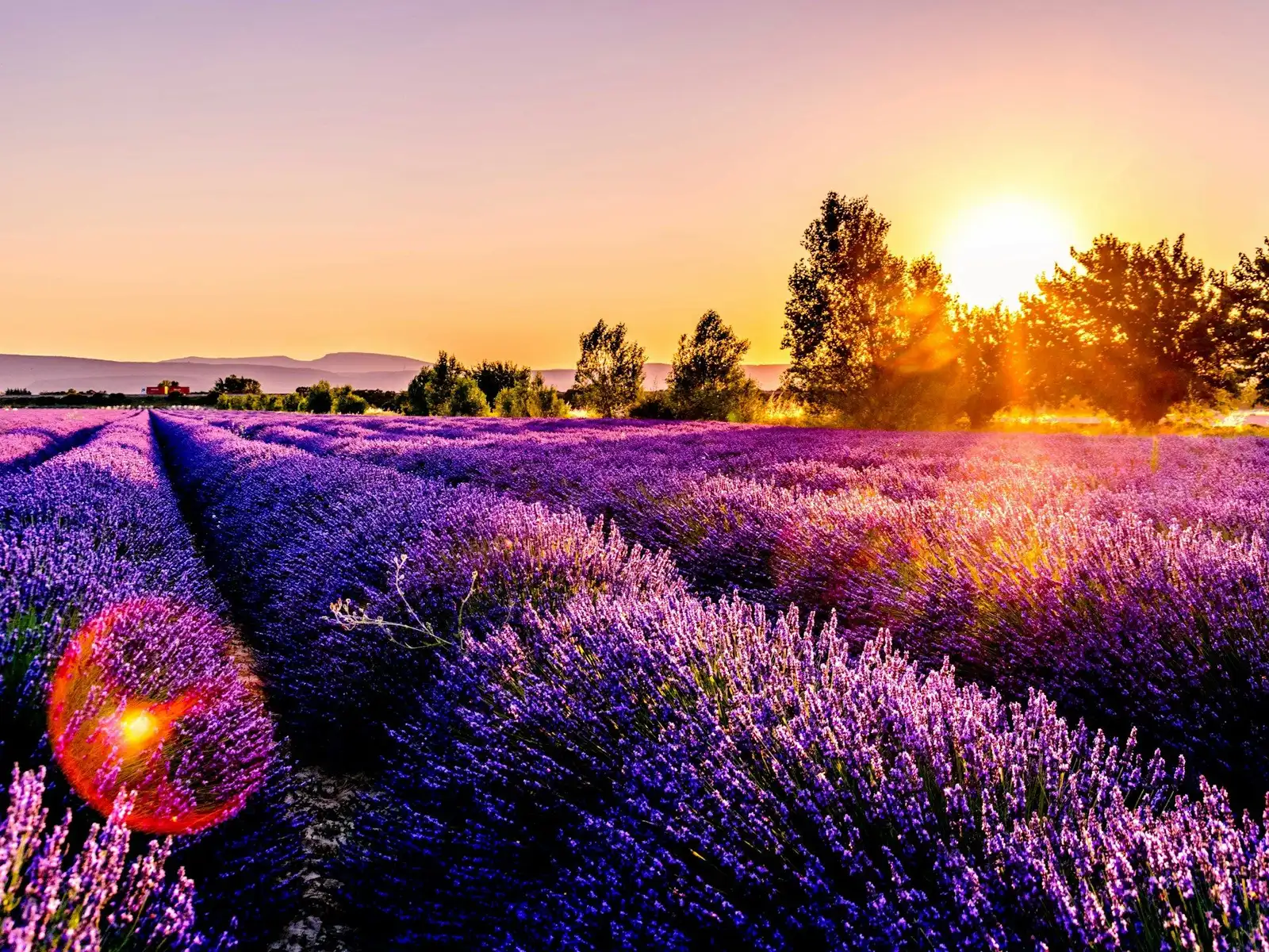 Sunset over a lavender field jigsaw puzzle
