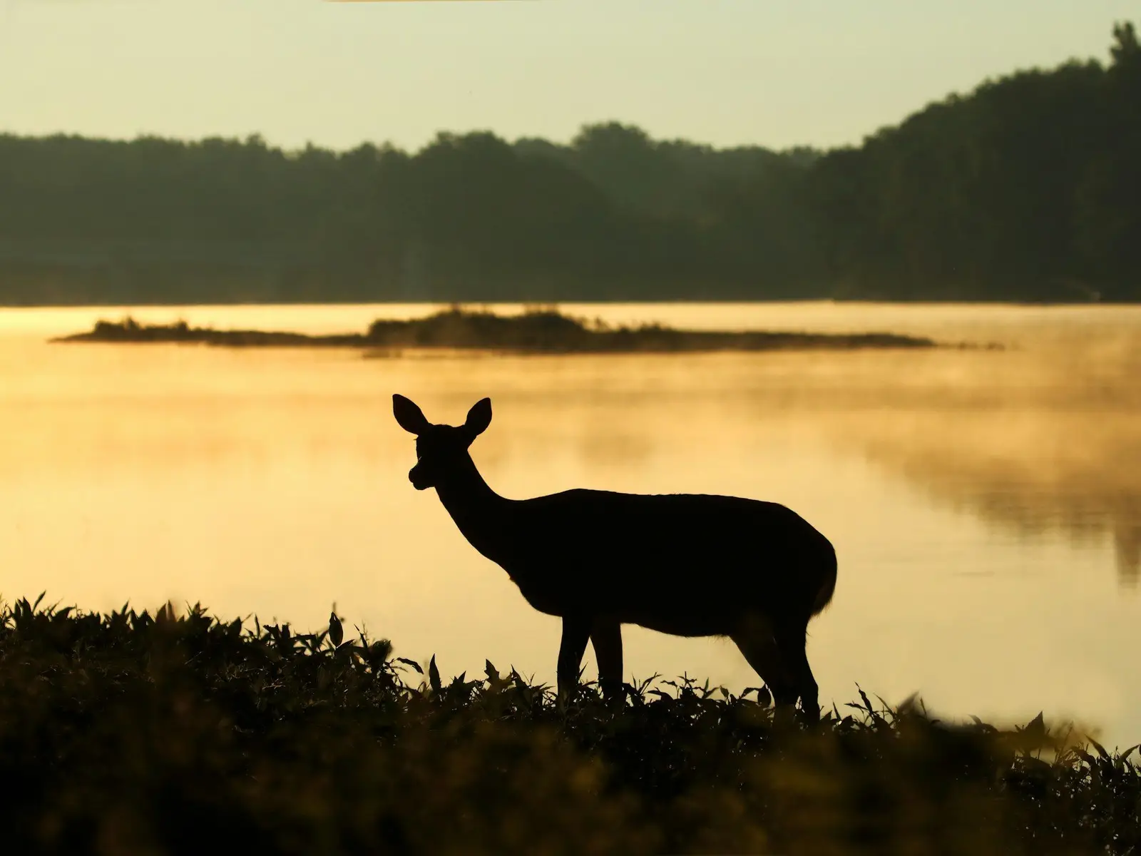 I like the way that a deer head at 3/4 view is such that when in silhouette, you can’t tell if she’s looking toward you jigsaw puzzle