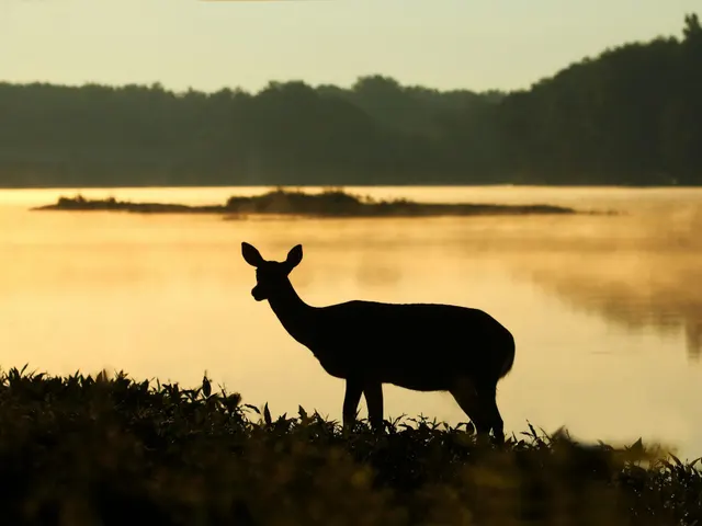 I like the way that a deer head at 3/4 view is such that when in silhouette, you can鈥檛 tell if she鈥檚 looking toward you jigsaw puzzle