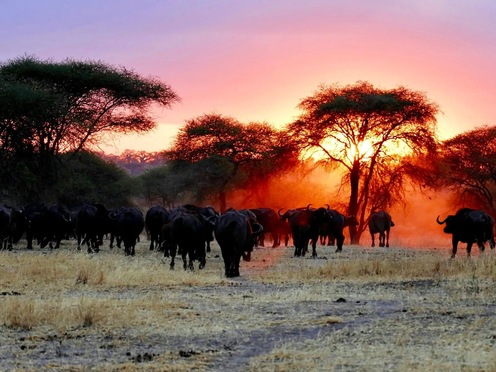 Description of Sunset in Tarangire jigsaw puzzle