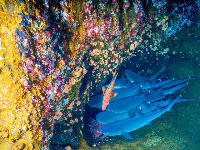Nurse Our Oceans jigsaw puzzle