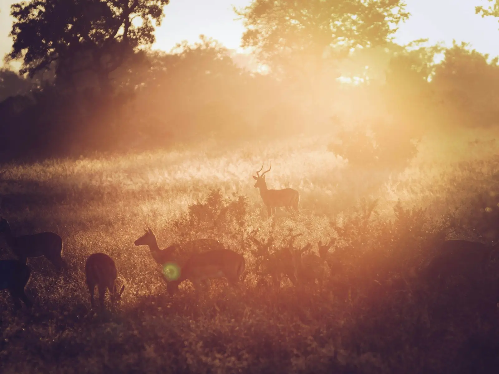 group of reindeer in grass field during sunrise jigsaw puzzle