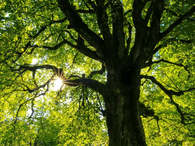 Tree in backlight jigsaw puzzle