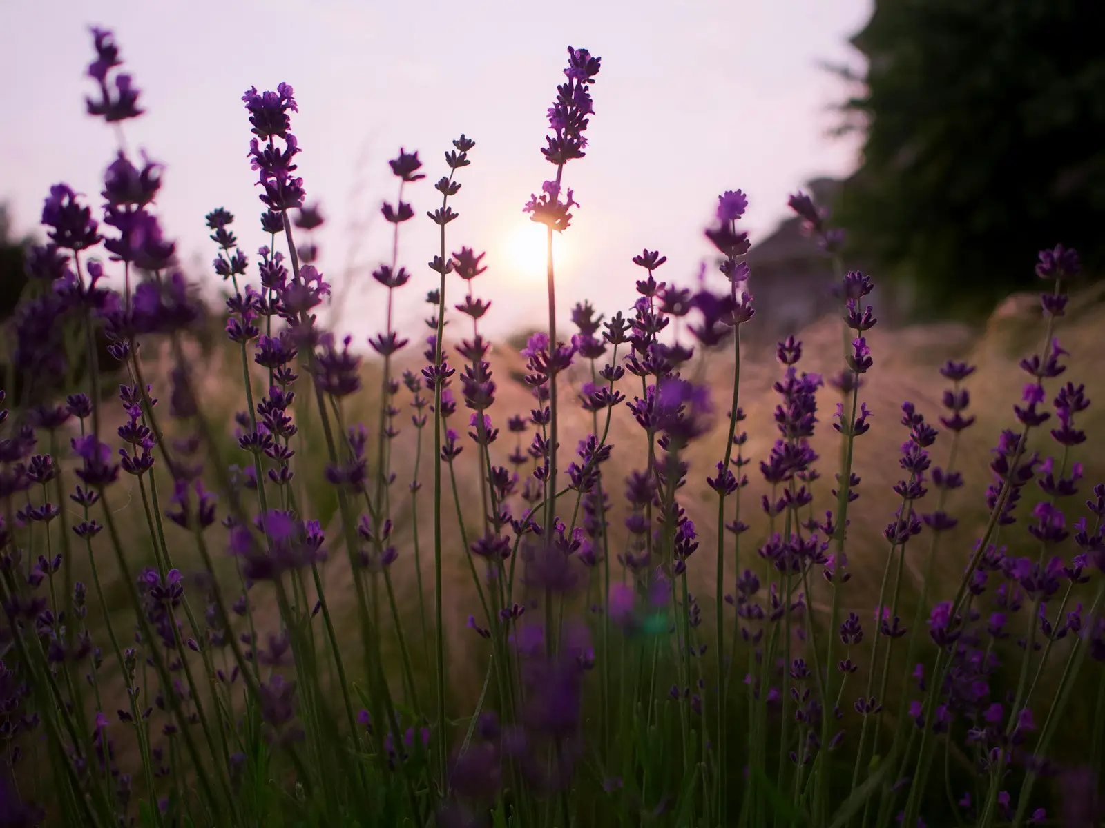 a field of lavender flowers with the sun in the background jigsaw puzzle
