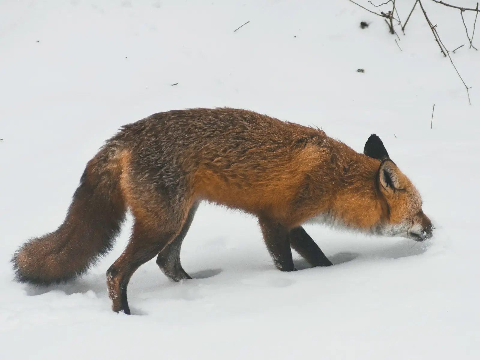 orange fox on snow jigsaw puzzle