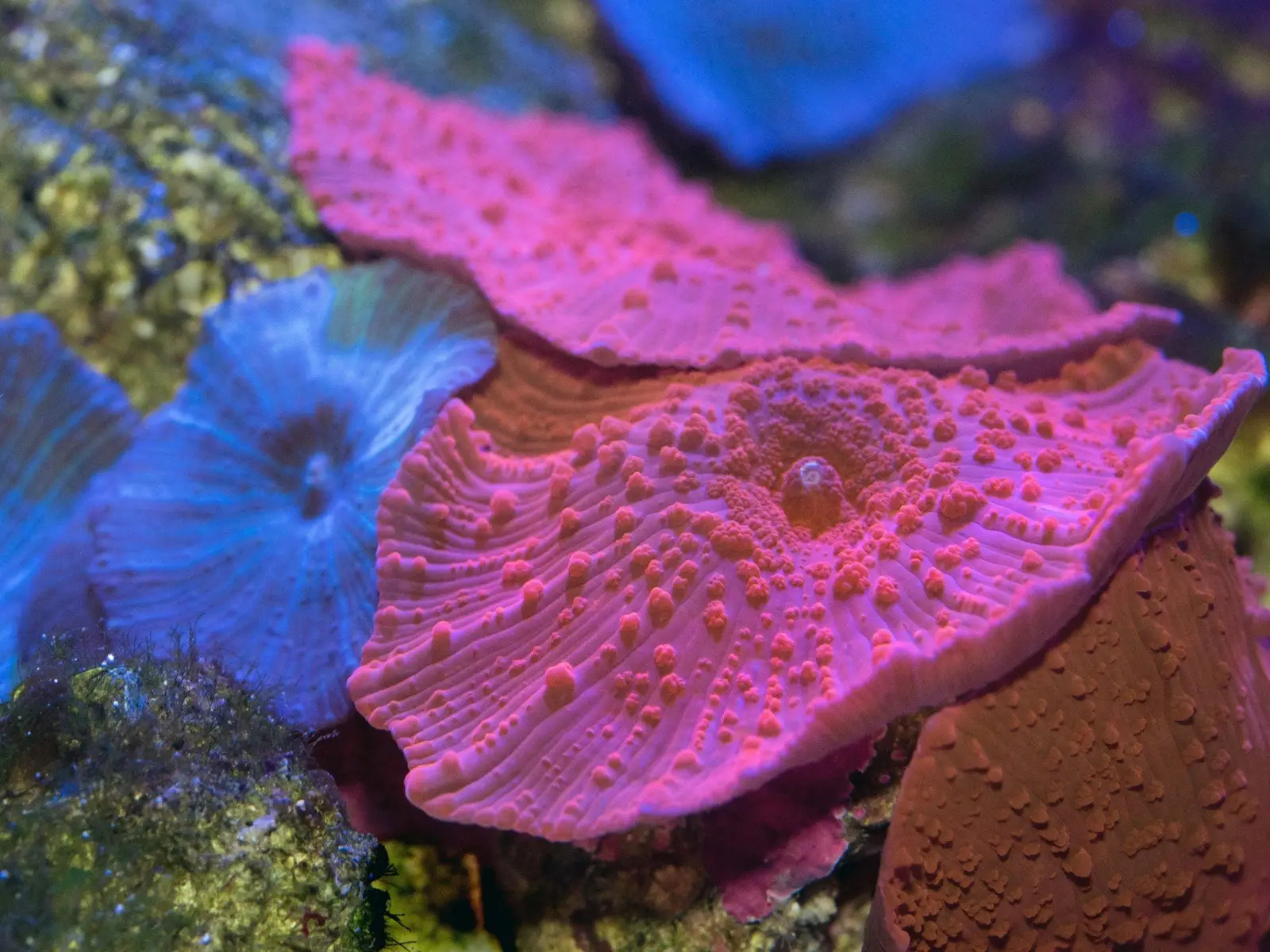 Corals at the Cairns Aquarium jigsaw puzzle
