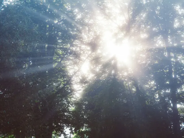 trees during day jigsaw puzzle