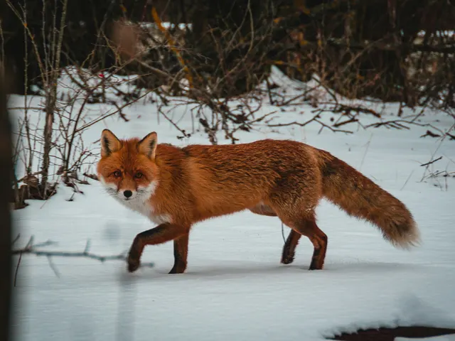 brown fox on snow jigsaw puzzle