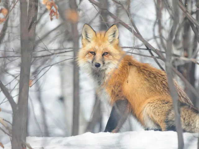 I captured this photo in woods of Vail, Colorado this afternoon. I used my 70-200 lens with a 2x and high shutter speed jigsaw puzzle