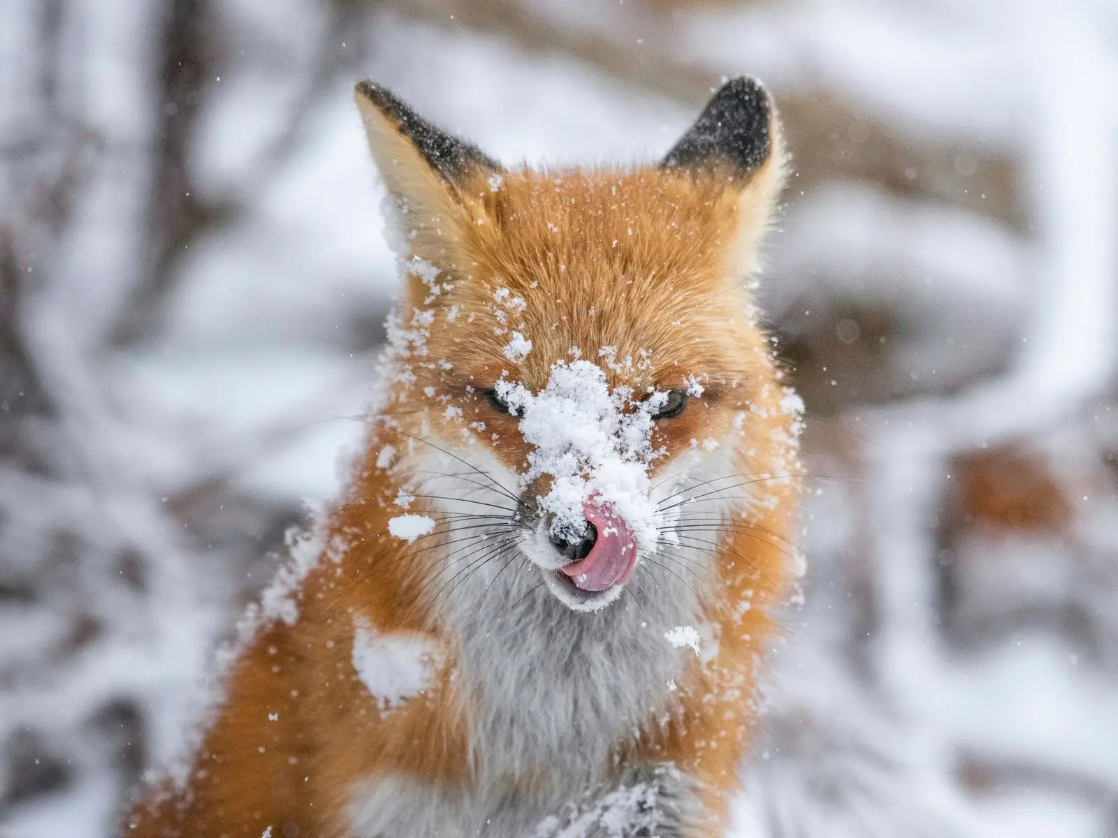 Animals wildlife nature jigsaw puzzle