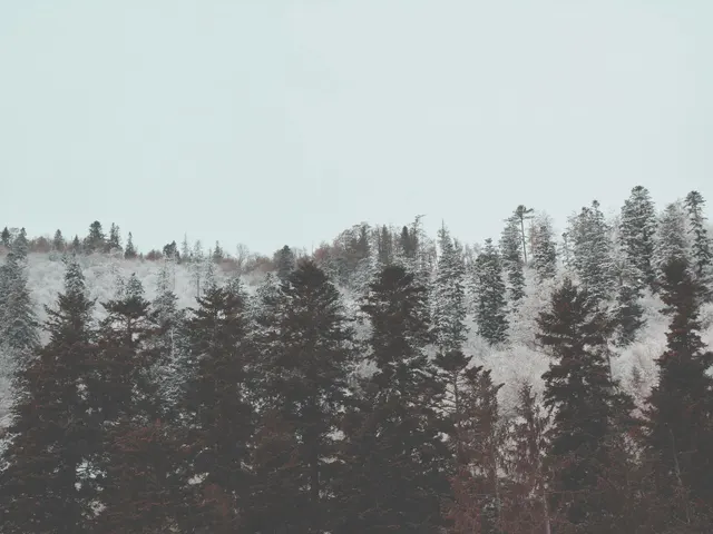 Frosted Pines jigsaw puzzle