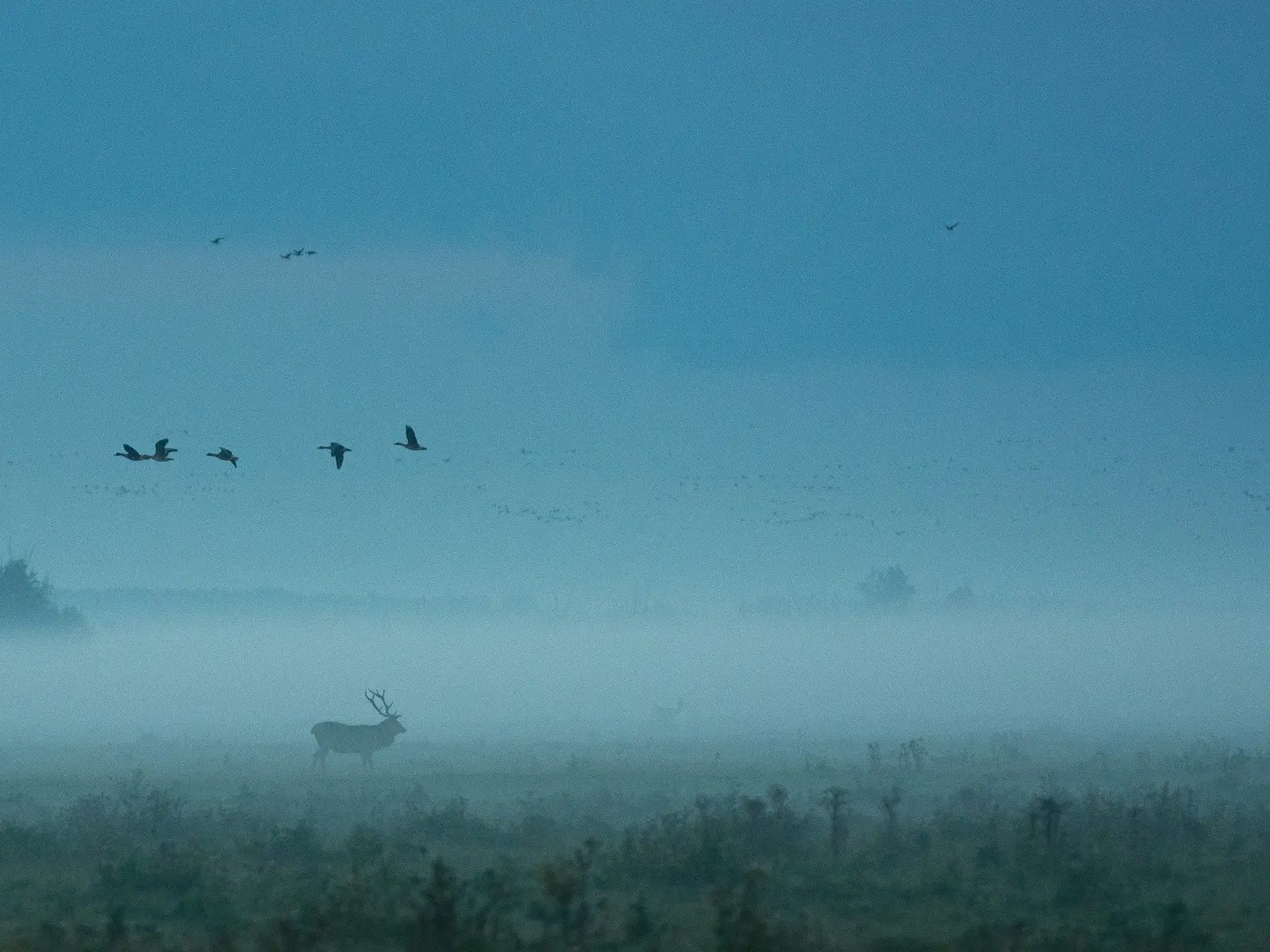 Red Deer Bellowing jigsaw puzzle