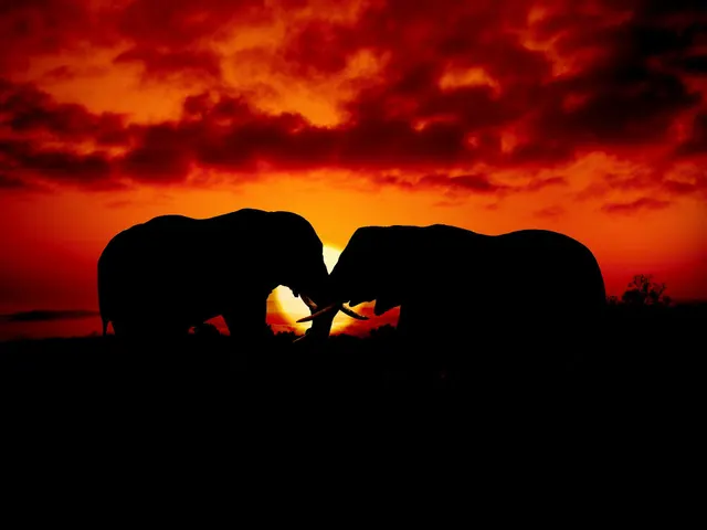 silhouette of elephant during sunset jigsaw puzzle