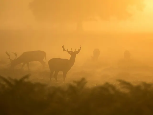 Grazing At Dawn jigsaw puzzle