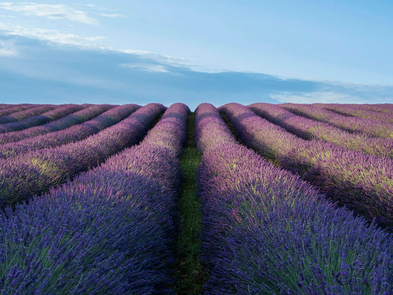 A field of lavender flowers under a blue sky jigsaw puzzle