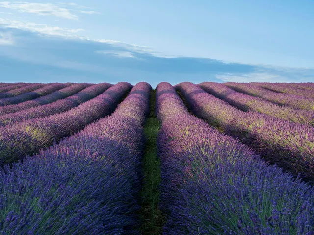 A field of lavender flowers under a blue sky jigsaw puzzle