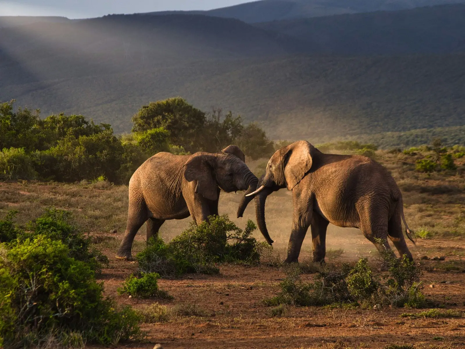 Fighting Elephants jigsaw puzzle