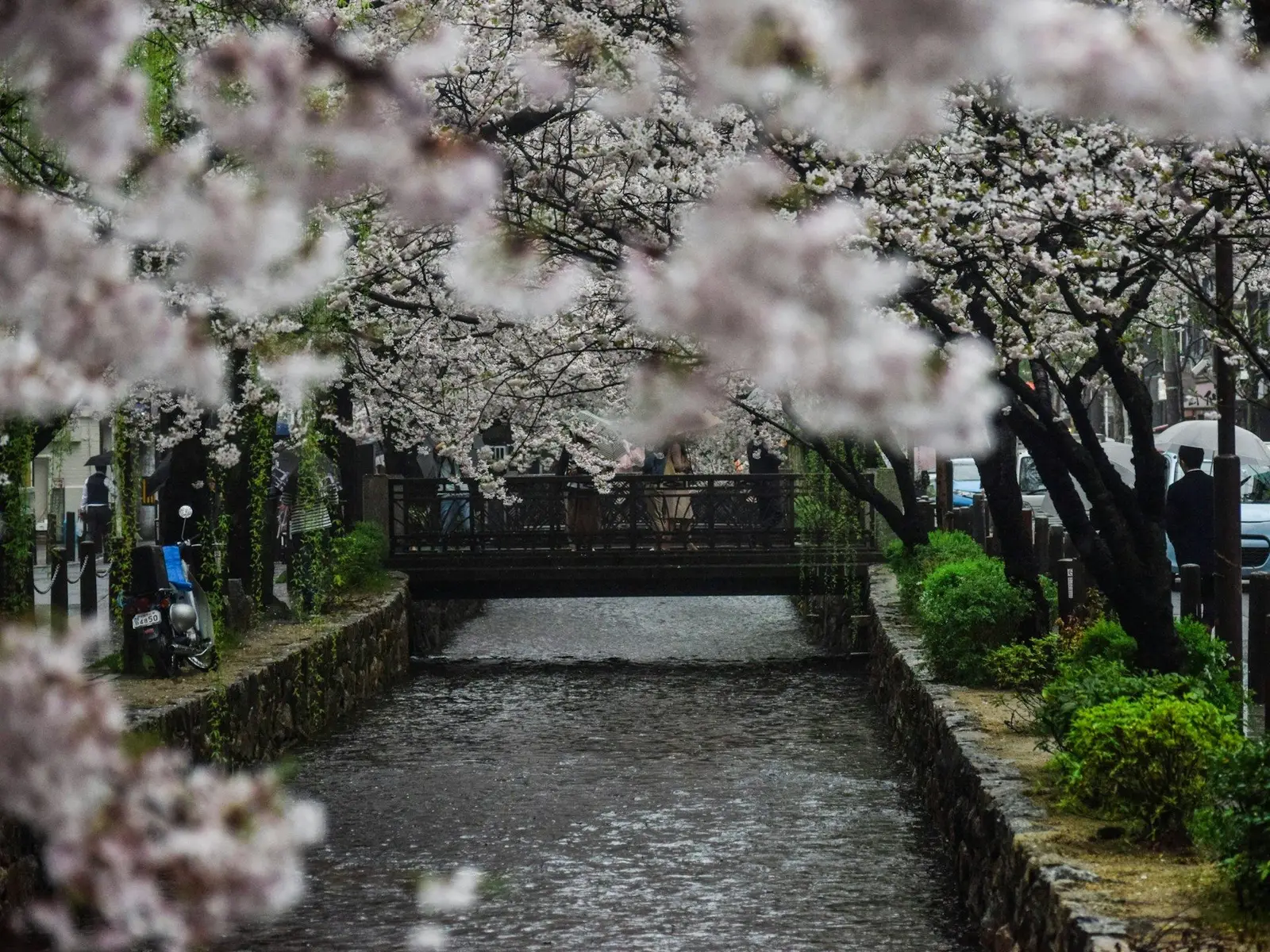 pathway between white cherry blossom trees jigsaw puzzle