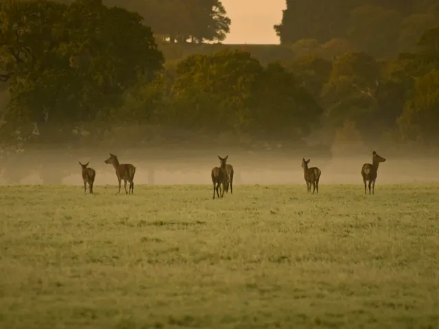 Windsor Great Park at 5am jigsaw puzzle